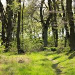 Deutschland geht Waldbaden und Laubach geht mit!