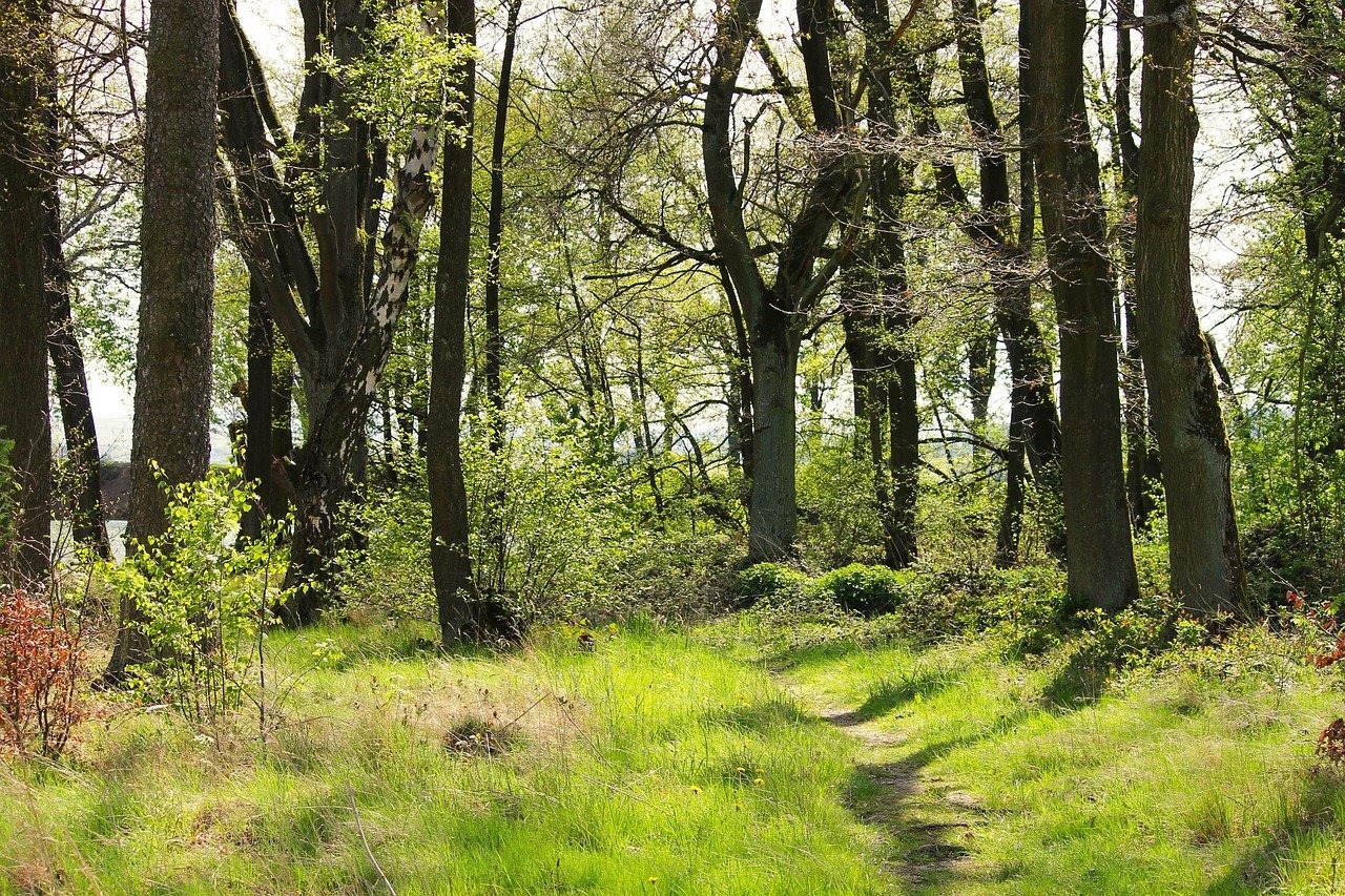 Deutschland geht Waldbaden und Laubach geht mit!