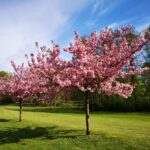 Das Gartenfest